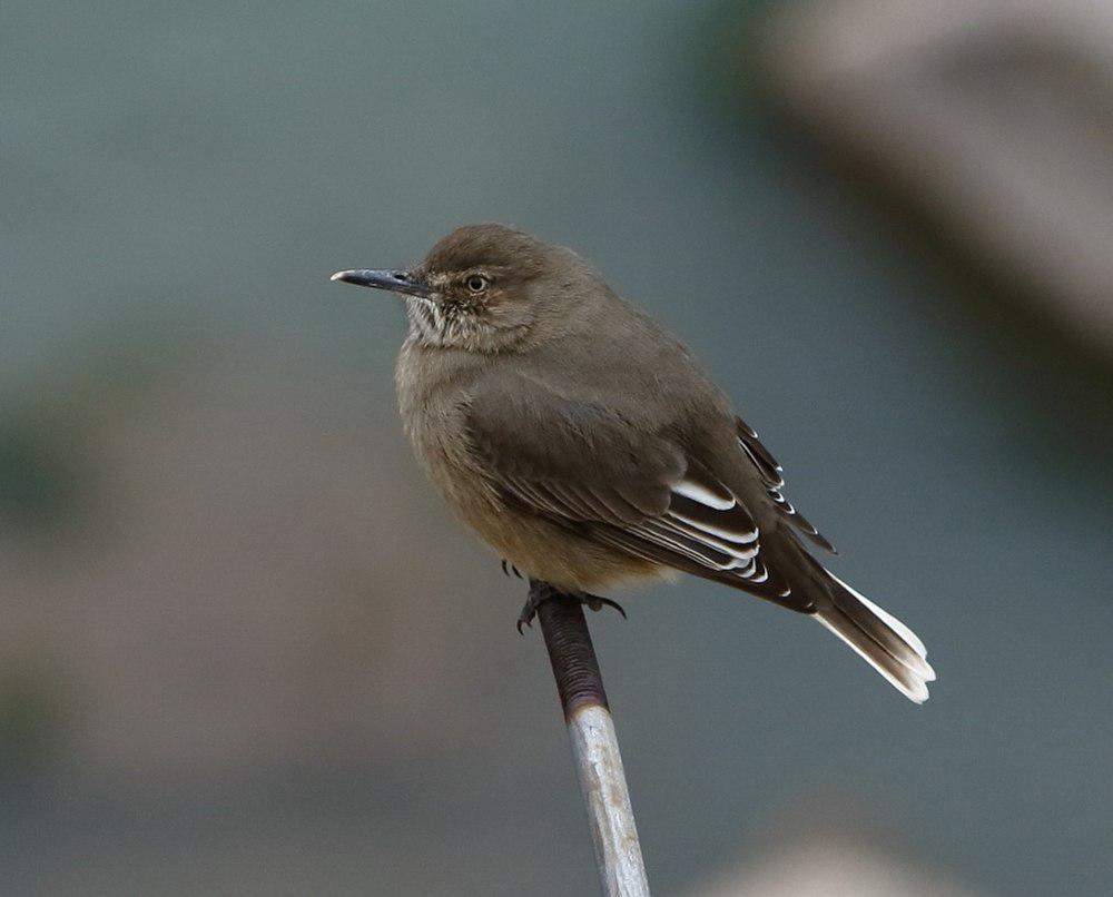 黑嘴鵙霸鹟 / Black-billed Shrike-Tyrant / Agriornis montanus
