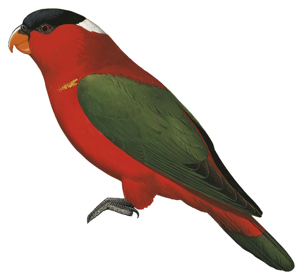 白枕鹦鹉 / White-naped Lory / Lorius albidinucha