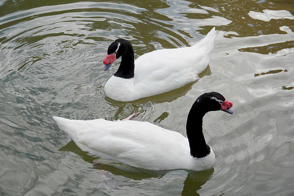 黑颈天鹅 / Black-necked Swan / Cygnus melancoryphus