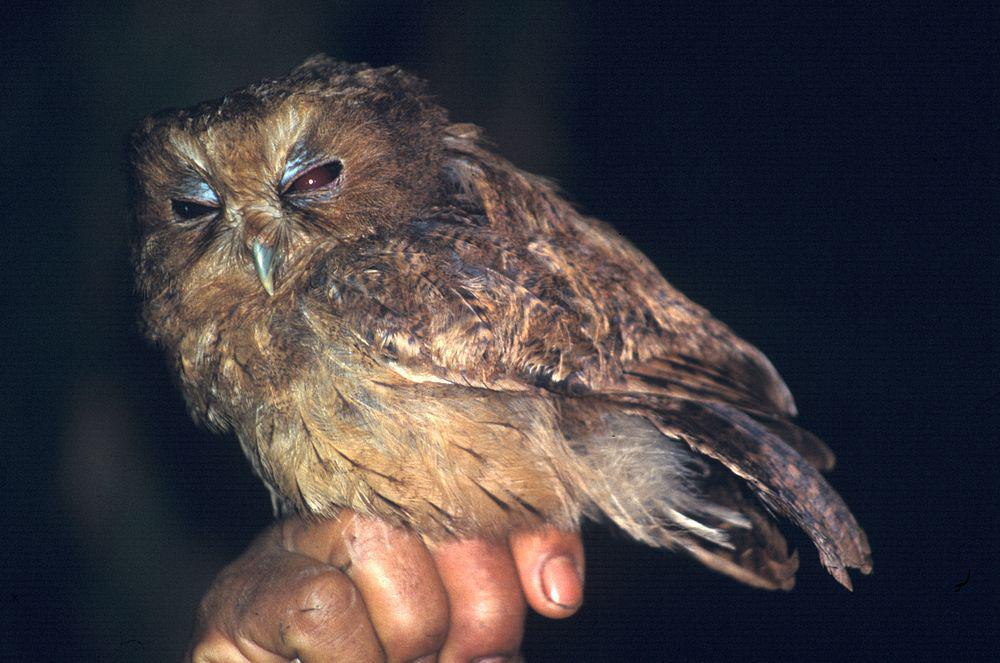 桂红角鹑 / Cinnamon Screech Owl / Megascops petersoni