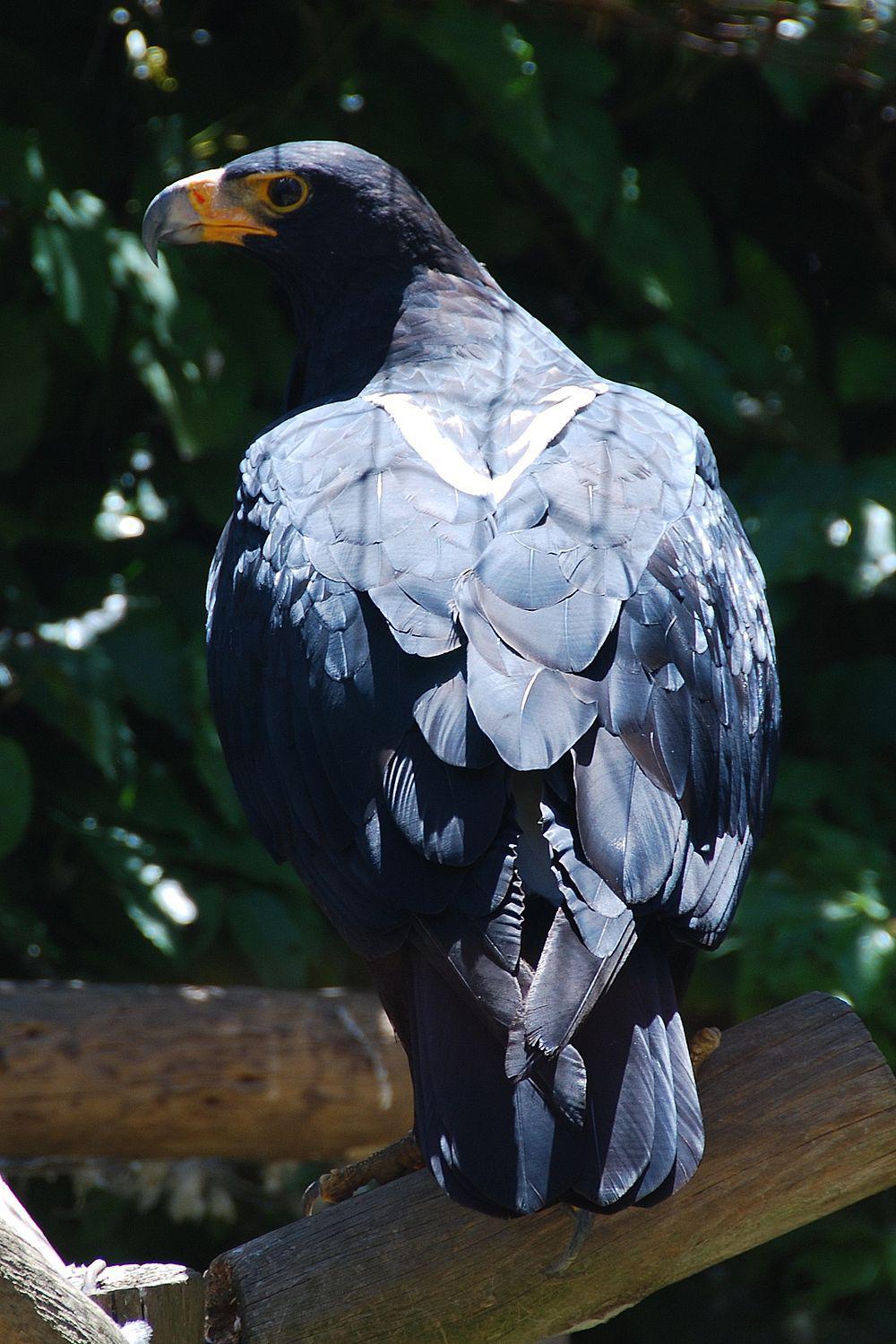 黑雕 / Verreaux\'s Eagle / Aquila verreauxii