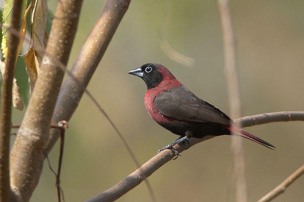 黑脸火雀 / Black-faced Firefinch / Lagonosticta larvata