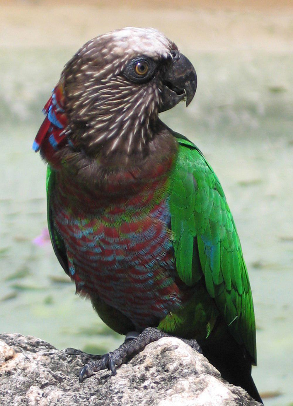 鹰头鹦哥 / Red-fan Parrot / Deroptyus accipitrinus