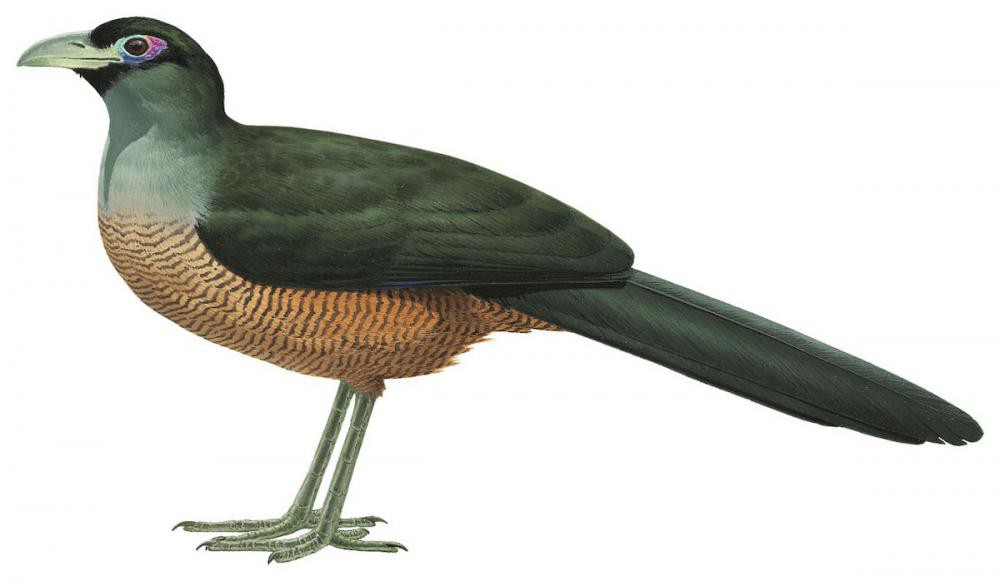 苏门答腊地鹃 / Sumatran Ground Cuckoo / Carpococcyx viridis