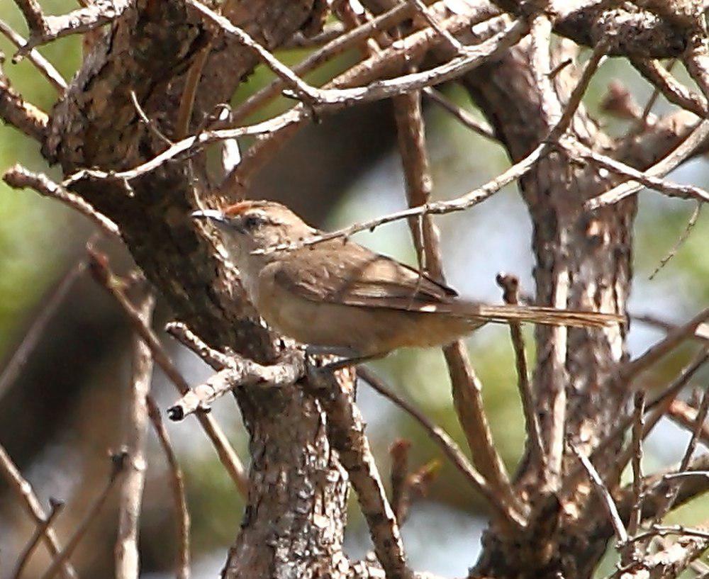 棕额棘雀 / Rufous-fronted Thornbird / Phacellodomus rufifrons