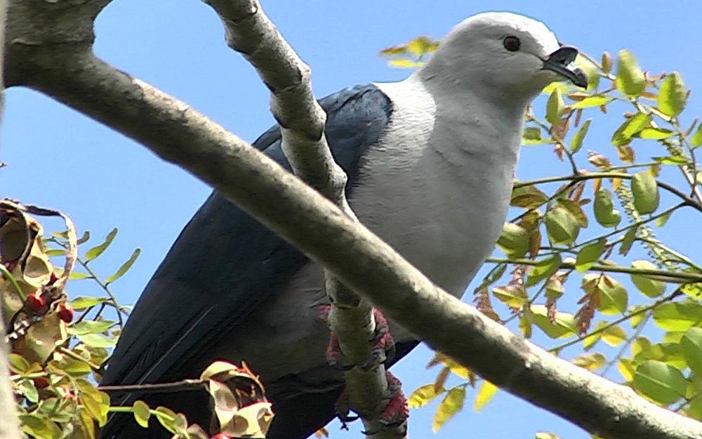 波利皇鸠 / Polynesian Imperial Pigeon / Ducula aurorae