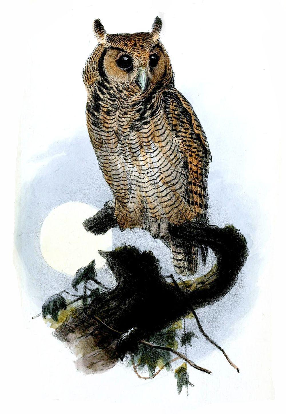 弗氏雕鸮 / Fraser\'s Eagle-Owl / Bubo poensis