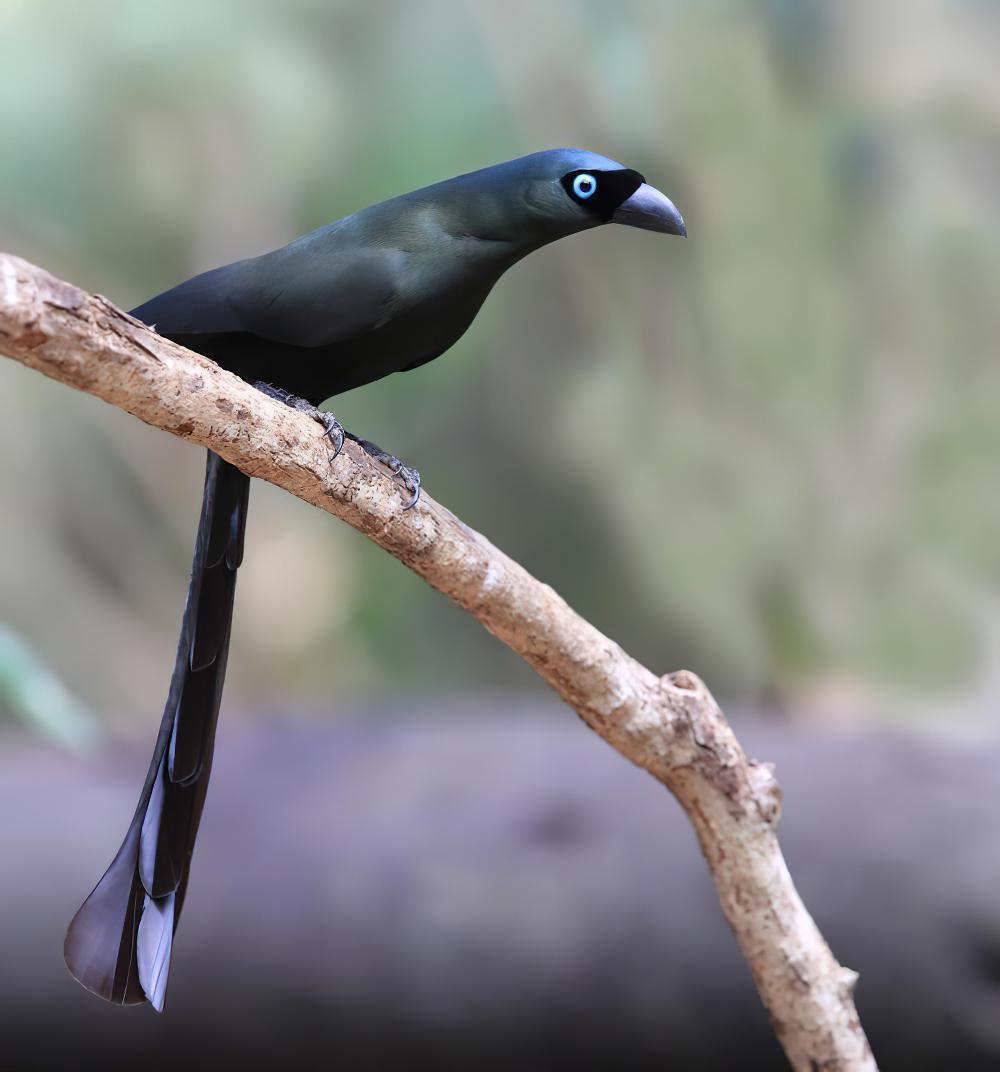 盘尾树鹊 / Racket-tailed Treepie / Crypsirina temia