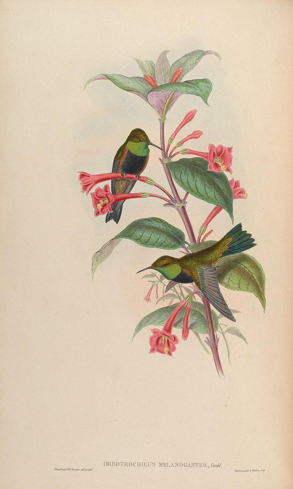 黑胸山蜂鸟 / Black-breasted Hillstar / Oreotrochilus melanogaster