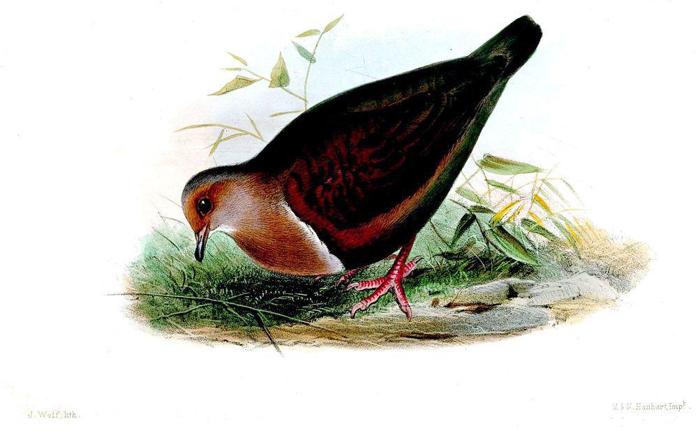 睦鸡鸠 / Tongan Ground Dove / Pampusana stairi