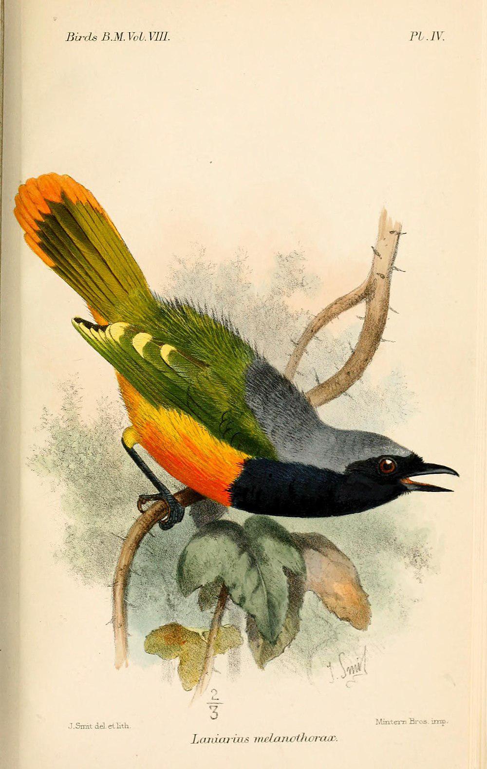 艳丽丛鵙 / Many-colored Bushshrike / Chlorophoneus multicolor