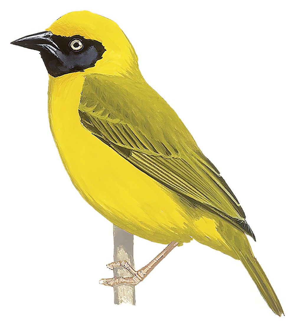 黑脸黄腹织雀 / Bannerman's Weaver / Ploceus bannermani