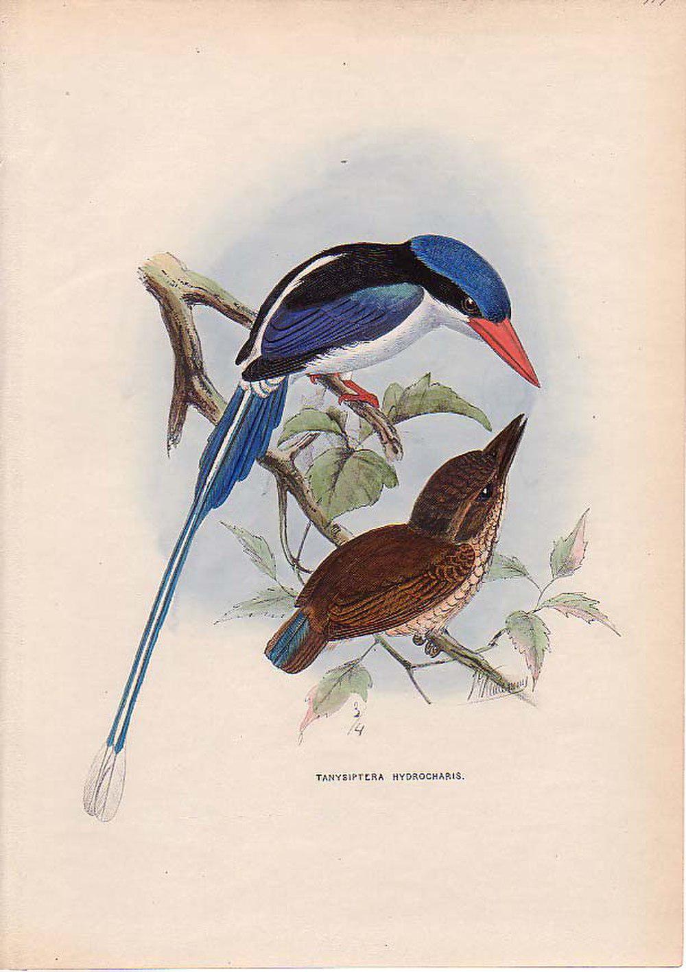 阿鲁仙翡翠 / Little Paradise Kingfisher / Tanysiptera hydrocharis