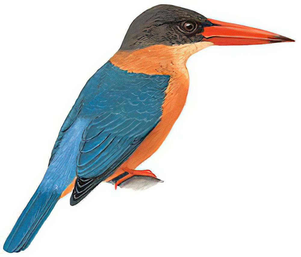 鹳嘴翡翠 / Stork-billed Kingfisher / Pelargopsis capensis
