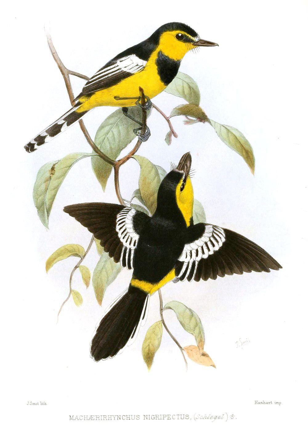 黑胸船嘴鹟 / Black-breasted Boatbill / Machaerirhynchus nigripectus