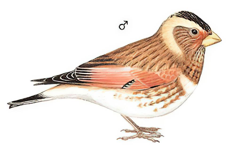 红翅沙雀 / Asian Crimson-winged Finch / Rhodopechys sanguineus