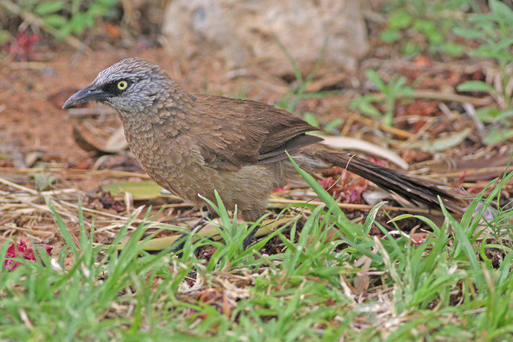 黑脸鸫鹛 / Black-faced Babbler / Turdoides melanops