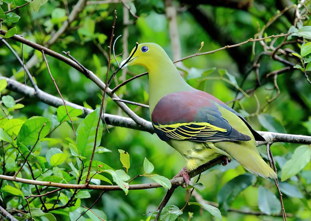 斯里兰卡绿鸠 / Sri Lanka Green Pigeon / Treron pompadora