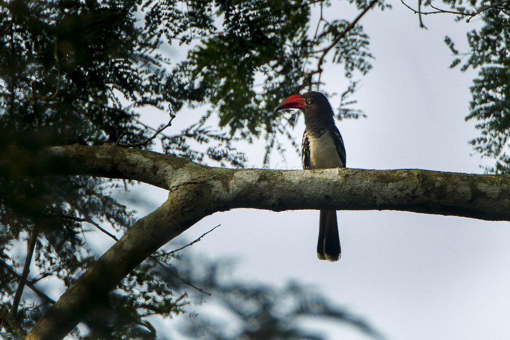 红弯嘴犀鸟 / Red-billed Dwarf Hornbill / Lophoceros camurus