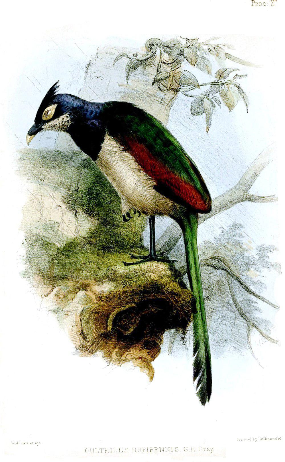 棕翅鸡鹃 / Rufous-winged Ground Cuckoo / Neomorphus rufipennis