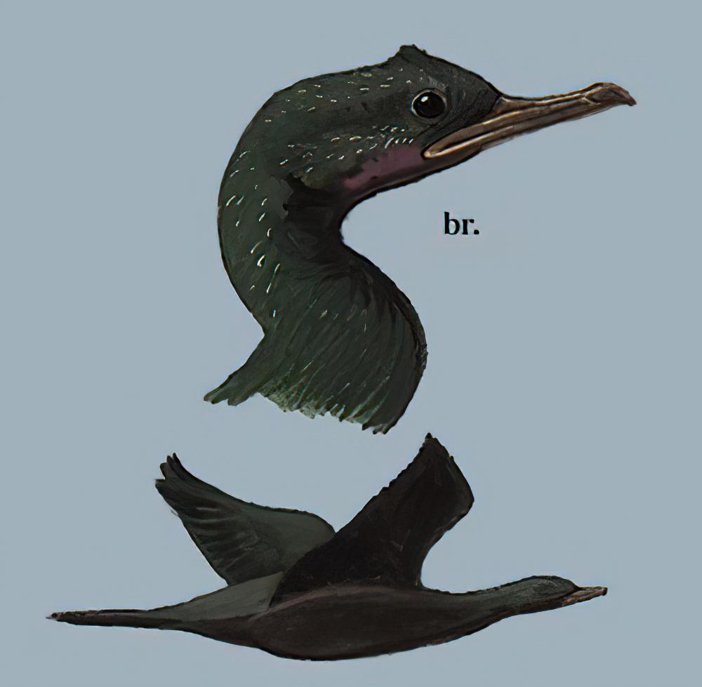 黑颈鸬鹚 / Little Cormorant / Microcarbo niger