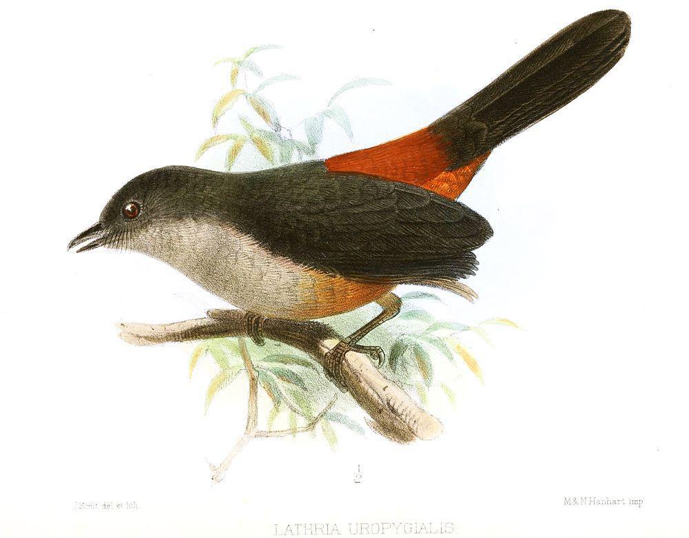 镰翅伞鸟 / Scimitar-winged Piha / Lipaugus uropygialis