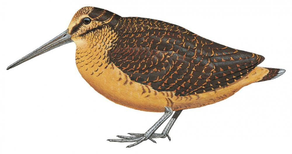 苏拉丘鹬 / Sulawesi Woodcock / Scolopax celebensis