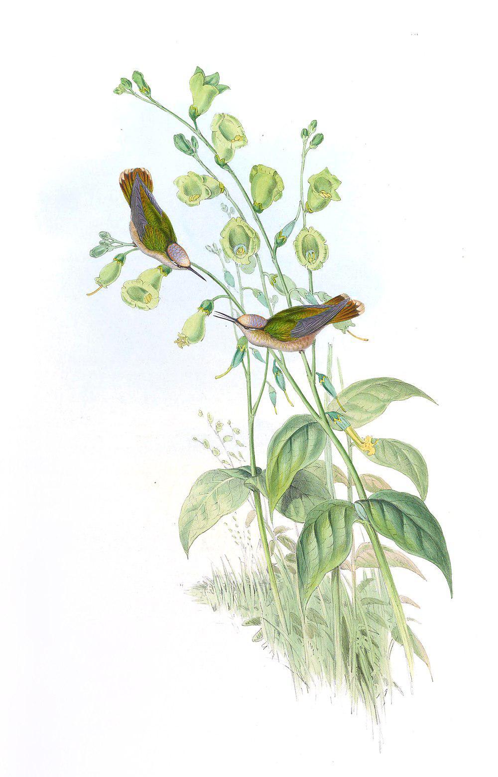 花顶蜂鸟 / Santa Marta Blossomcrown / Anthocephala floriceps