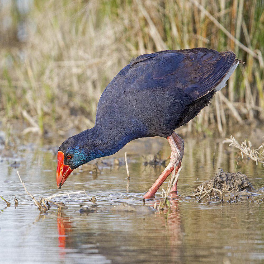 西紫水鸡 / Western Swamphen / Porphyrio porphyrio