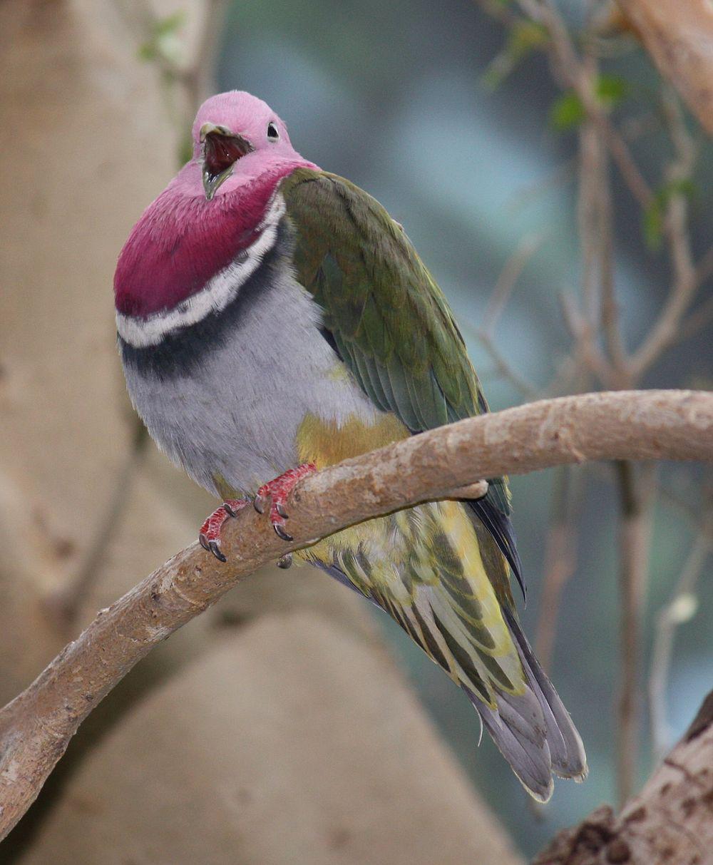 粉红颈果鸠 / Pink-headed Fruit Dove / Ptilinopus porphyreus