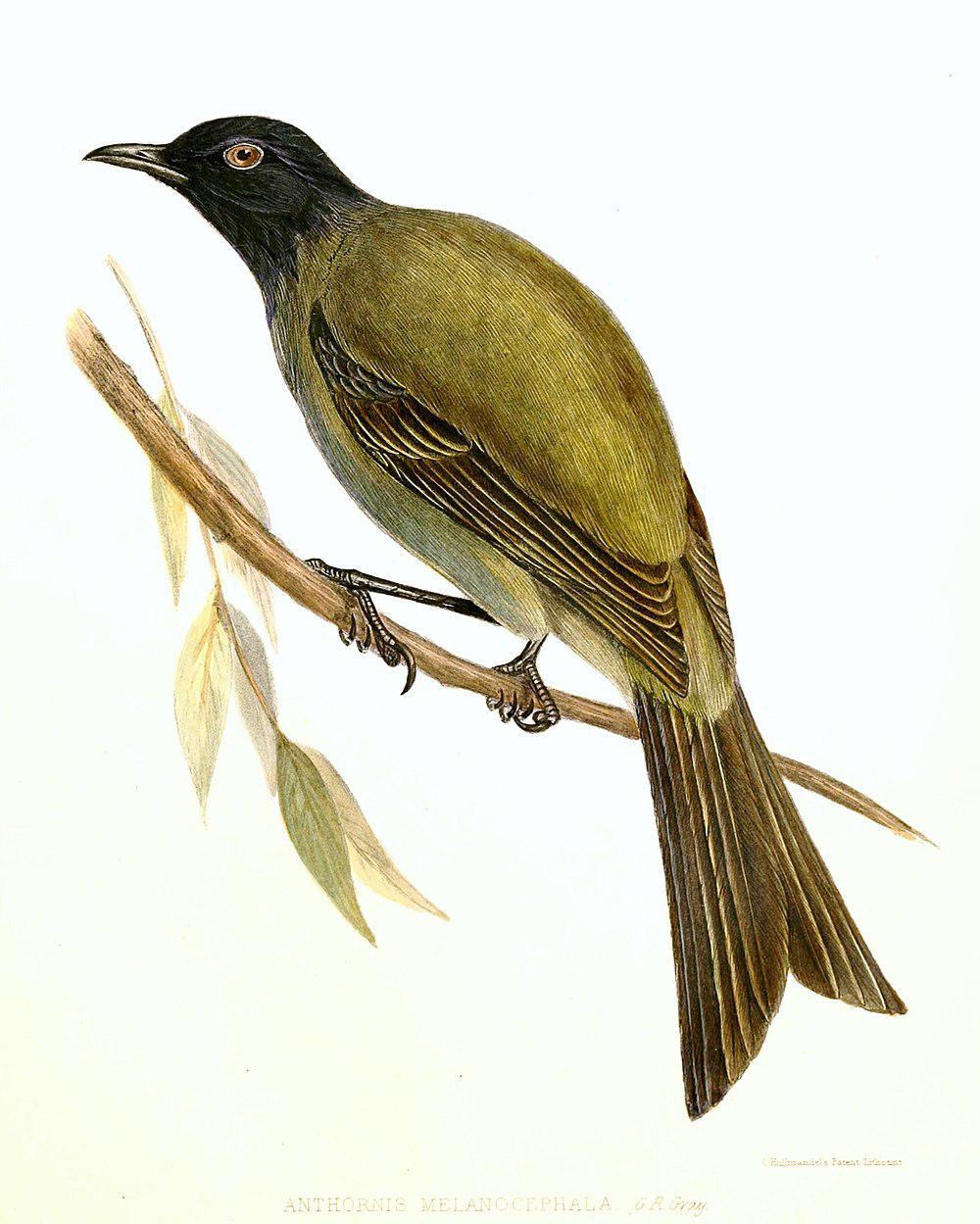 查塔姆吸蜜鸟 / Chatham Bellbird / Anthornis melanocephala