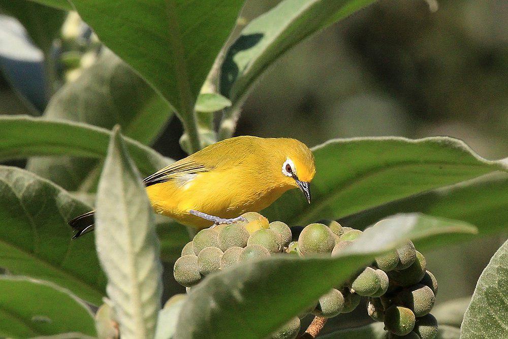 黄绣眼鸟 / Northern Yellow White-eye / Zosterops senegalensis