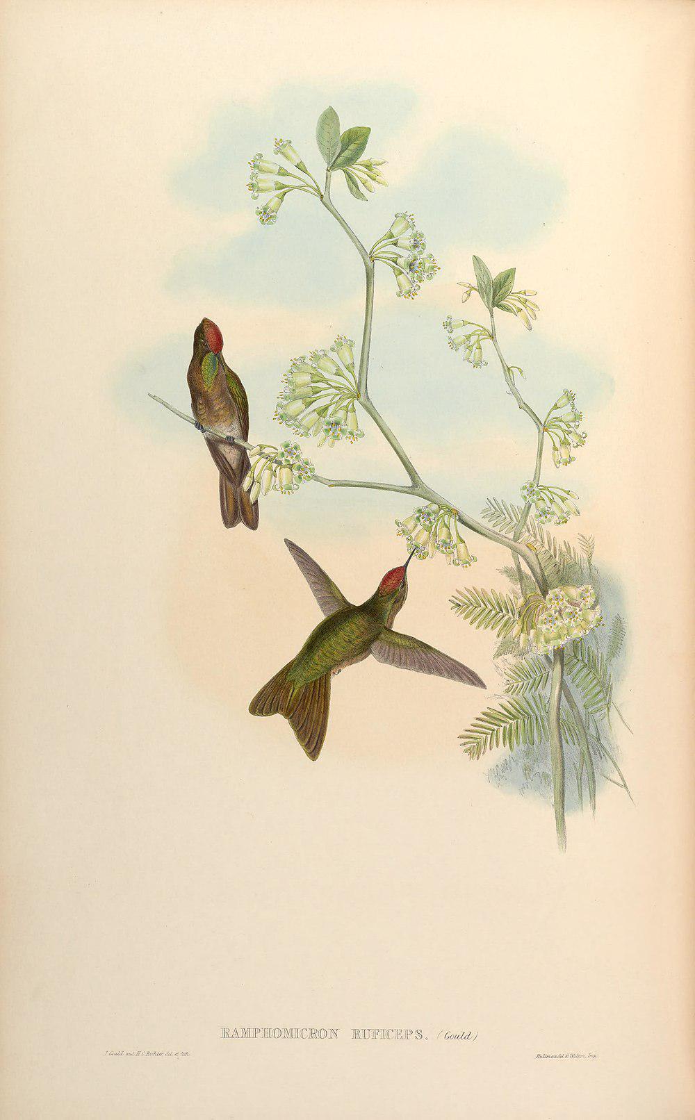 棕顶尖嘴蜂鸟 / Rufous-capped Thornbill / Chalcostigma ruficeps
