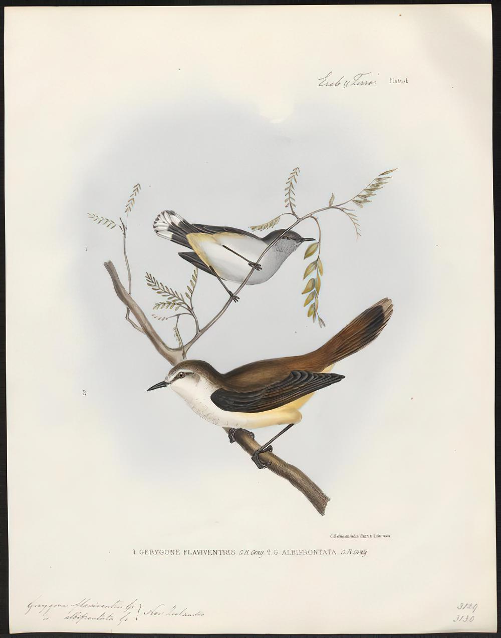 新几内亚噪刺莺 / Grey Thornbill / Acanthiza cinerea