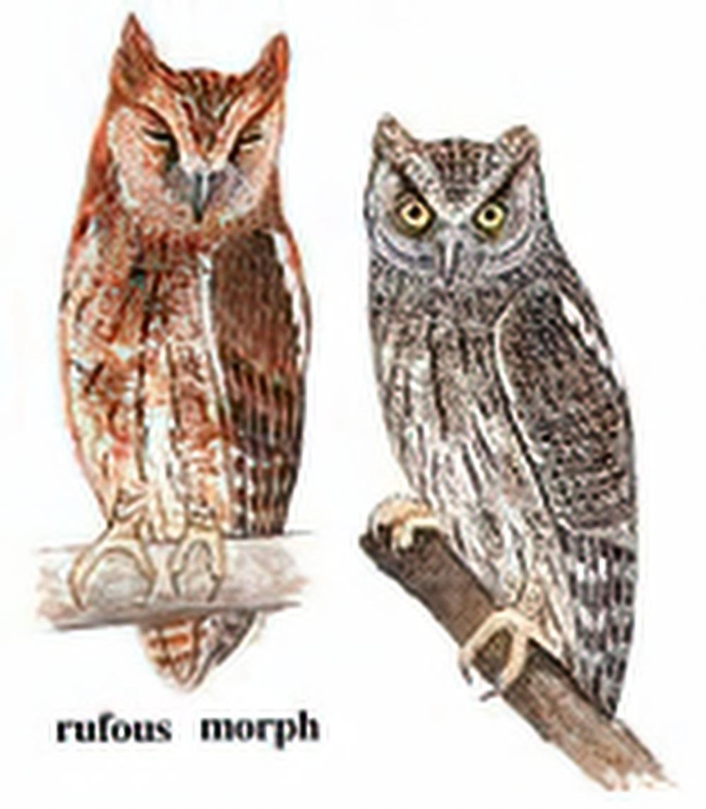 东方角鸮 / Oriental Scops Owl