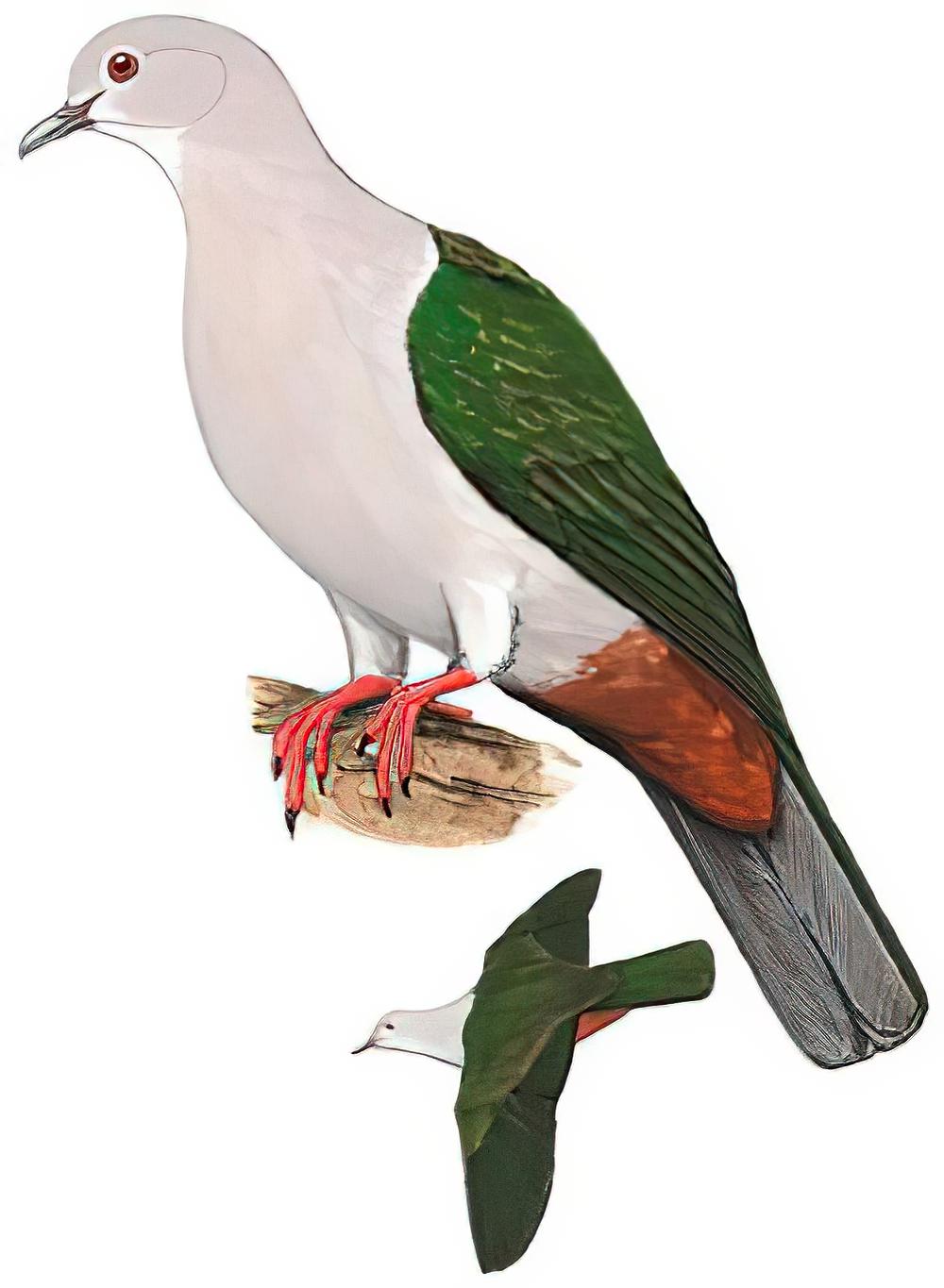 绿皇鸠 / Green Imperial Pigeon / Ducula aenea