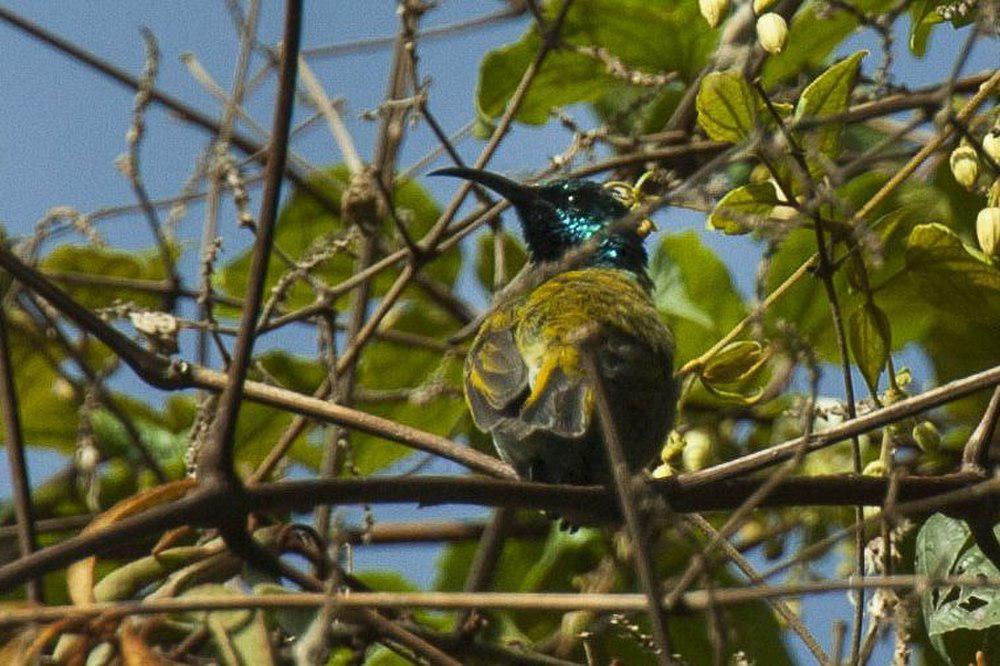 蓝头花蜜鸟 / Blue-headed Sunbird / Cyanomitra alinae