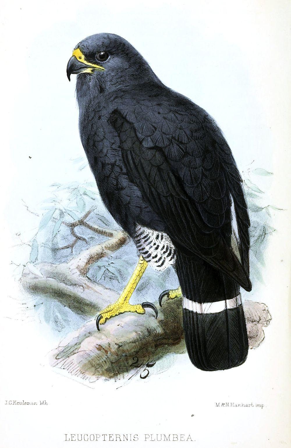 铅色南美鵟 / Plumbeous Hawk / Cryptoleucopteryx plumbea