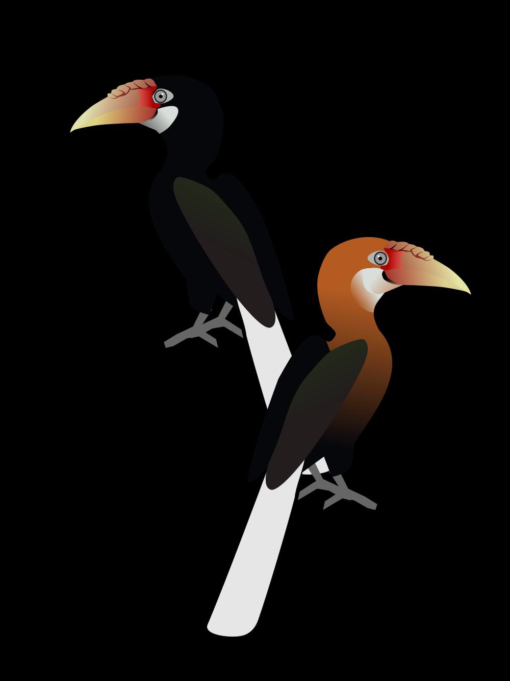 拿岛皱盔犀鸟 / Narcondam Hornbill / Rhyticeros narcondami