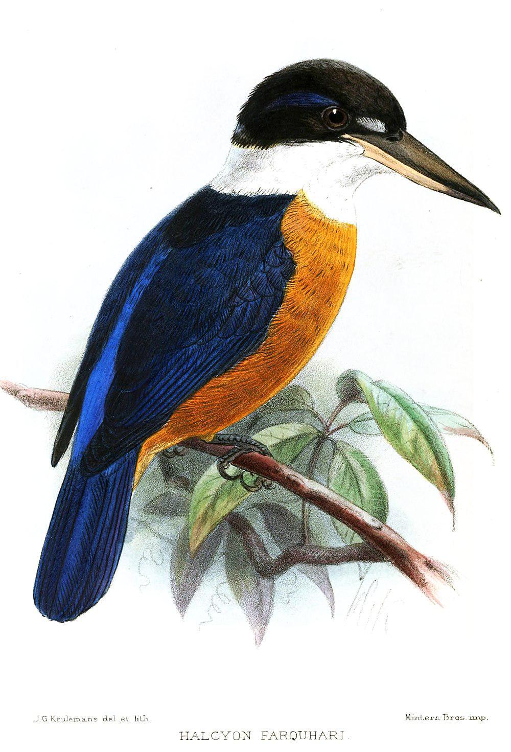 栗腹翡翠 / Vanuatu Kingfisher / Todiramphus farquhari
