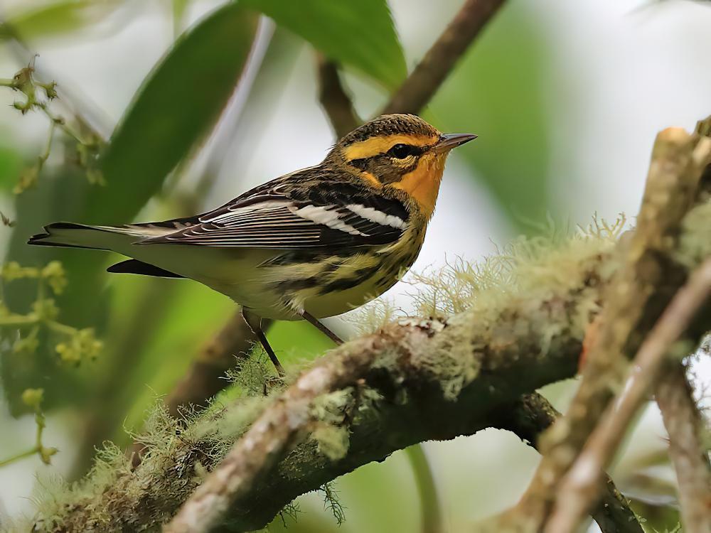 橙胸林莺 / Blackburnian Warbler / Setophaga fusca