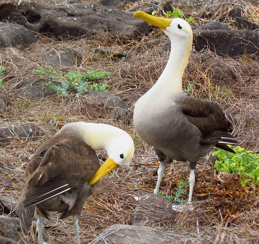 加岛信天翁 / Waved Albatross / Phoebastria irrorata