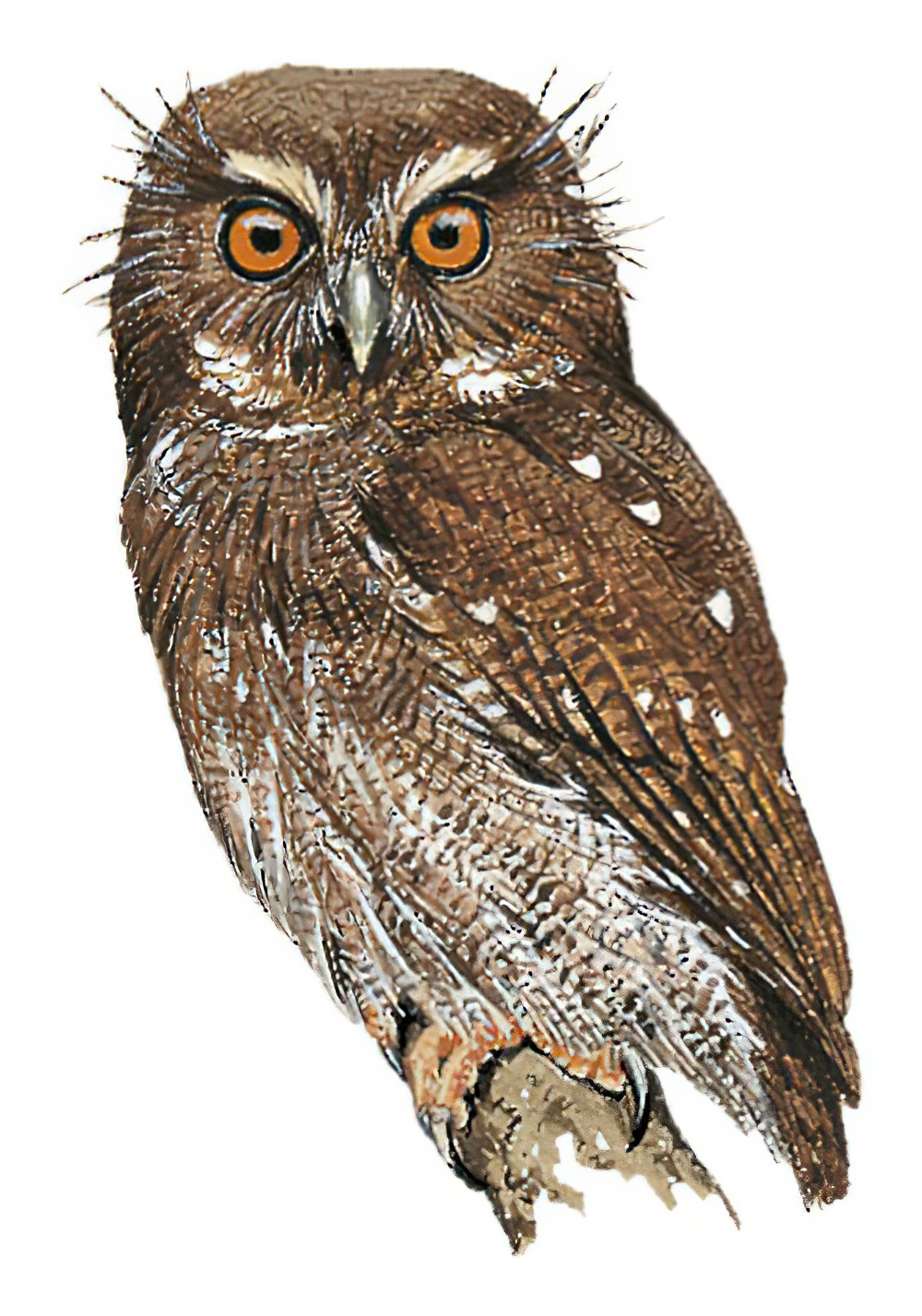 长须鸺鹠 / Long-whiskered Owlet / Xenoglaux loweryi