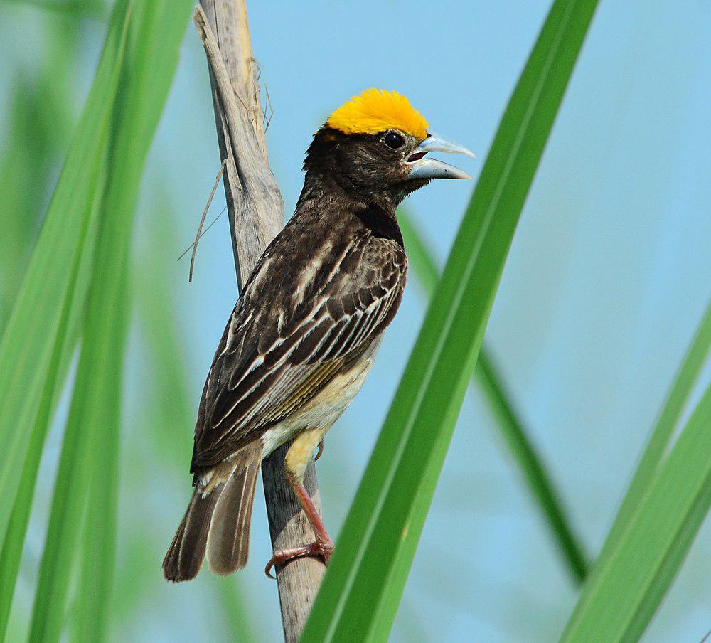 黑胸织雀 / Black-breasted Weaver / Ploceus benghalensis