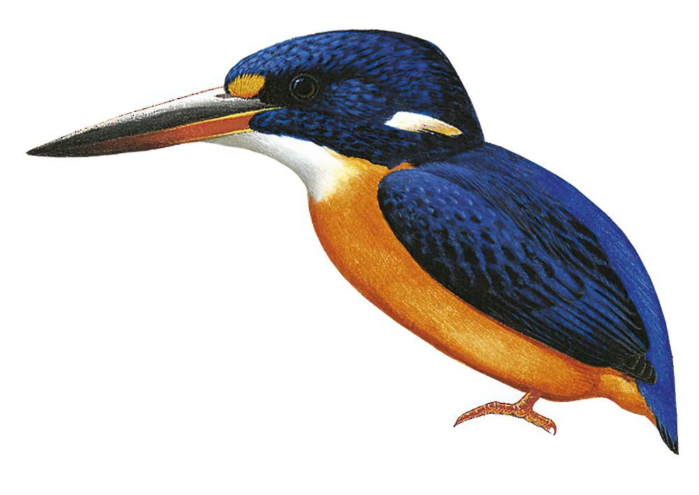 瓜岛三趾翠鸟 / Guadalcanal Dwarf Kingfisher / Ceyx nigromaxilla