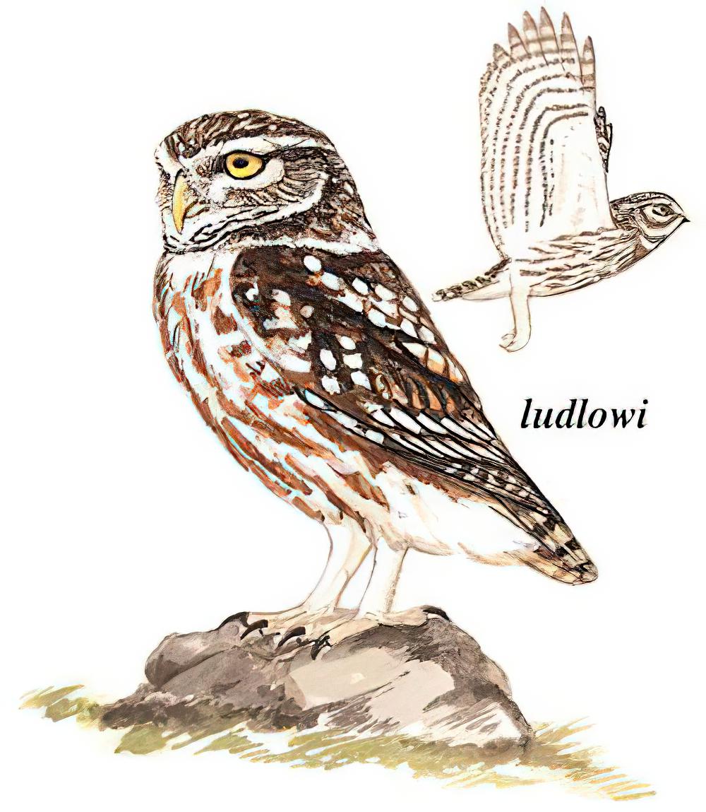 纵纹腹小鸮 / Little Owl / Athene noctua
