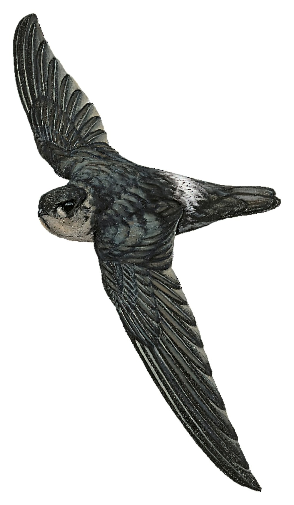 苏拉威西金丝燕 / Sulawesi Swiftlet / Aerodramus sororum