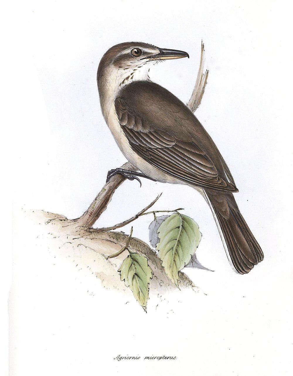 灰腹鵙霸鹟 / Grey-bellied Shrike-Tyrant / Agriornis micropterus