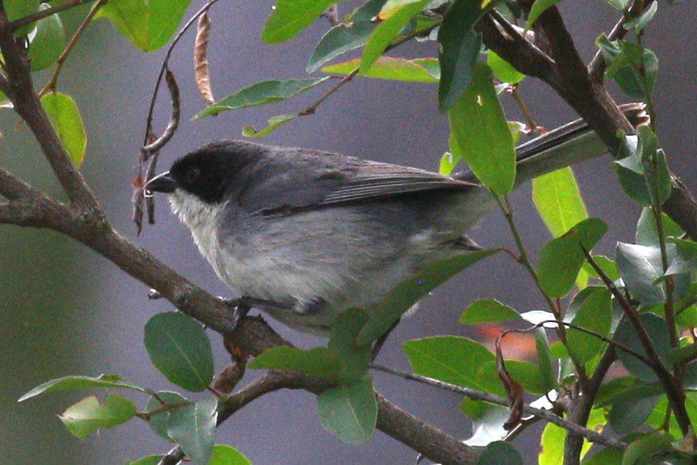 黑顶歌鹀 / Black-capped Warbling Finch / Microspingus melanoleucus
