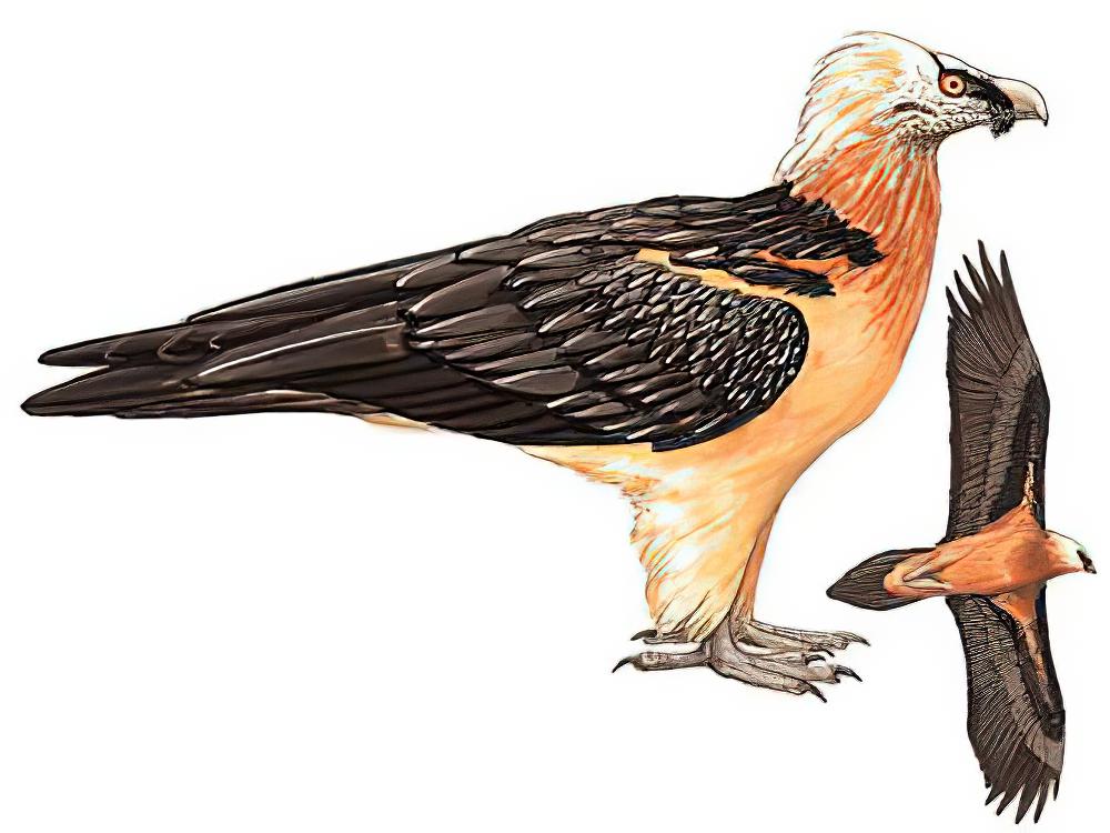 胡兀鹫 / Bearded Vulture / Gypaetus barbatus